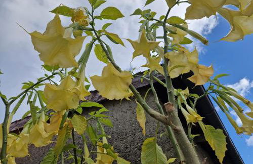 Ferienwohnung am grünen Haus - Foto 9