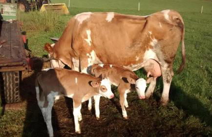 Bauernhof Süßhof - Foto 47