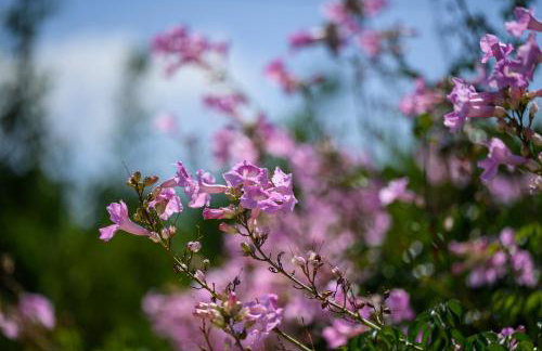 Villa Marianthy Kefalonia - Foto 35