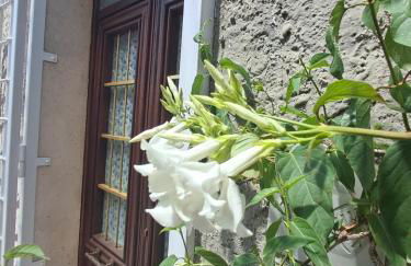 JasmimdoBrasil - Foto 42