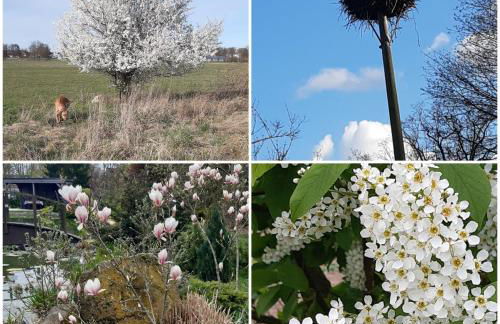 Ferienwohnung Sonnenaufgang im Ruppiner Land - Photo 20