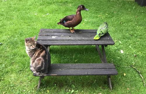 FeWo Spitzweg, Garlstorf - Lüneburger Heide - Foto 6