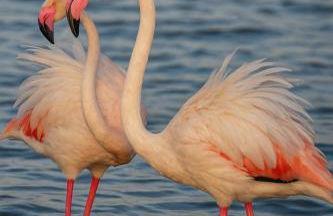 Sardinia Ovest 2 - Foto 32