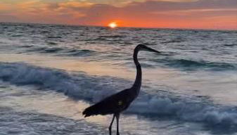 Sunset Connection - Gulf Place - Photo 4