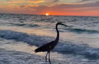 Sunset Connection - Gulf Place - Photo 4