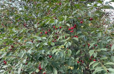 Świerkowe Ranczo Raciszewo - Foto 33