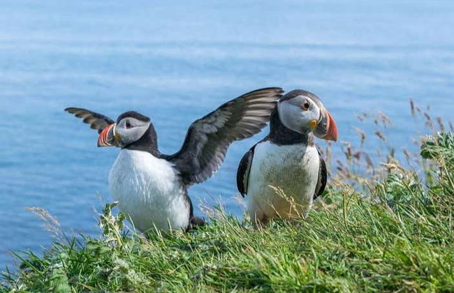 Tour por la costa del Fiordo de Moray + Destilería de whisky - Foto 1