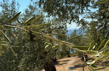 Haus im Olivenhain direkt am Meer - Foto 29