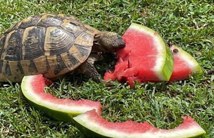 Casa Camilla - Foto 39