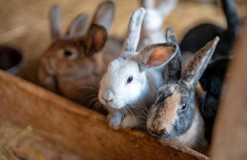 Ruhbauernhof - Foto 20