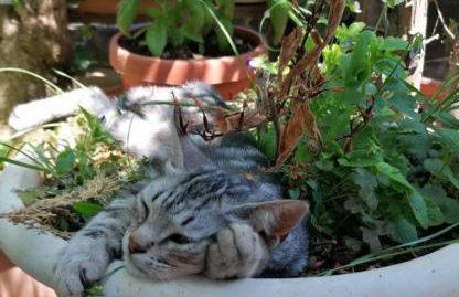 Casa tra i Trulli - Foto 31