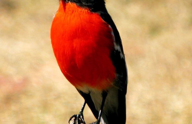 Lumera Chalets - Photo 14