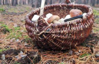 Tiny House am Waldrand - Foto 25