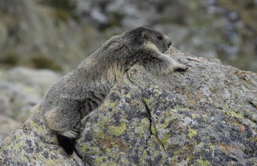 Haut de grange en pierre - Foto 8