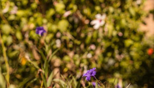 Villa Stefanotis - Foto 2, Garden