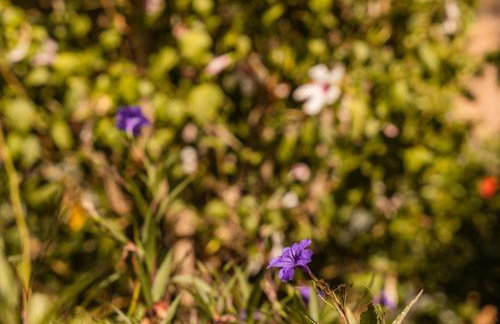 Villa Stefanotis - Foto 2