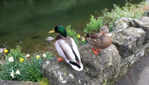 Grebe Cottage - Foto 3