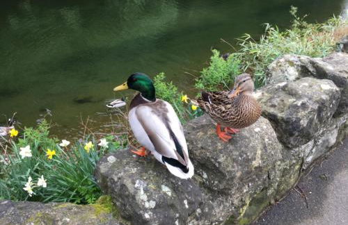 Grebe Cottage - Foto 3