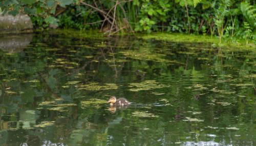 Daisy Park Shepherds Hut - Foto 5