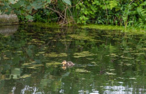 Daisy Park Shepherds Hut - Foto 5