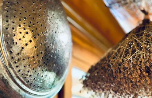 Woodhouse Xirolivado - Photo 19