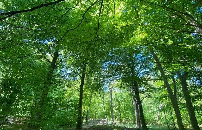 Luxusferienhaus in Fuhlendorf mit Sauna - Foto 31