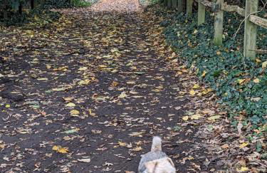 The Pepper pot - Photo 30