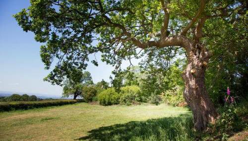 Little Idyll shepherds hut - Foto 5, Garden