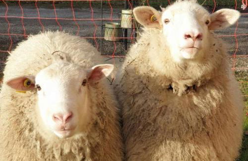 Retraite Paisible au Cœur de la Forêt de Rambouillet avec Étang Privé et Charme Authentique - FR-1-527-8 - Foto 30