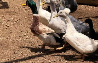 Fazenda do Sonhos - Cotia - Foto 8