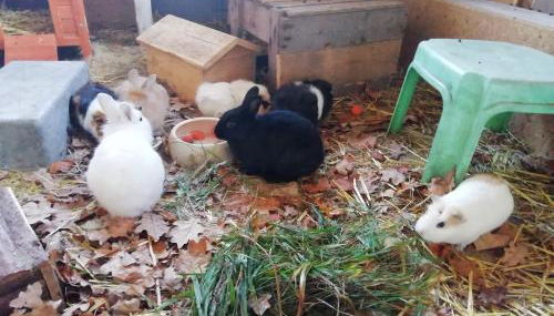 Ponyhof Adam Urlaub auf dem Bauernhof - Photo 5