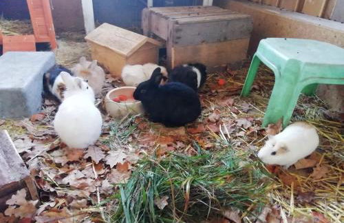 Ponyhof Adam Urlaub auf dem Bauernhof - Foto 5