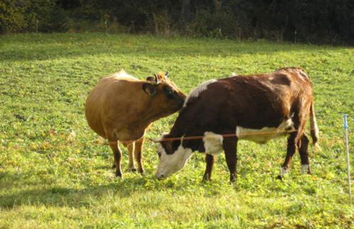 "L'Ancolie" Appartement de Charme 4 Personnes à Val Cenis - Foto 33