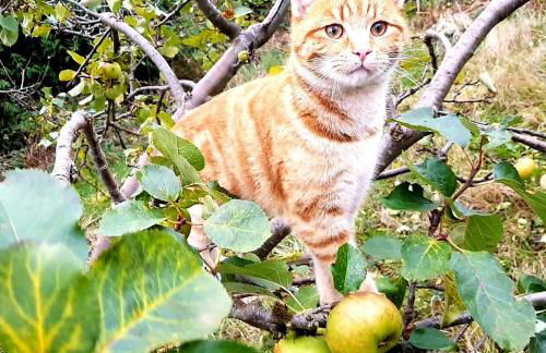 HOBLEY House Holiday - Foto 29