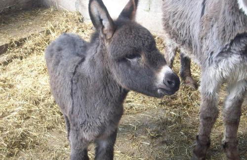 Fondo Brugarolo B&B - Foto 7