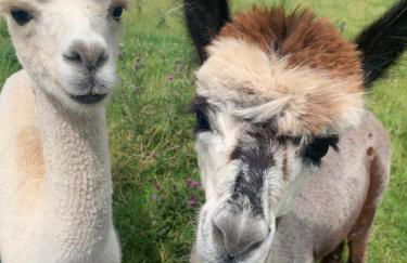 Dwylig Isa Holiday Cottages - Photo 70