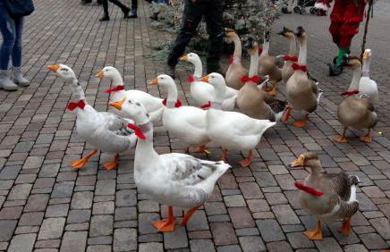 Am Siegelbächle Berg blickt - Foto 27