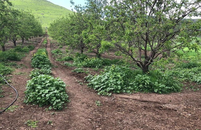 Zimmer BaSadot - Foto 36