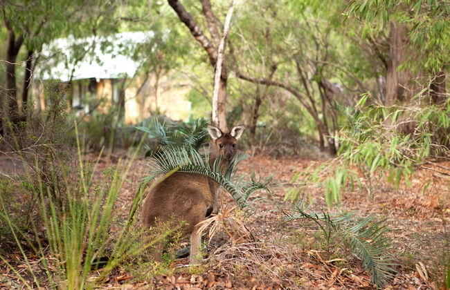 Bussells Bushland Cottages - Photo 22