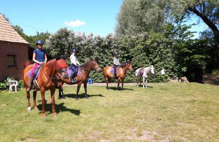 Hof-Silberweide - Foto 4