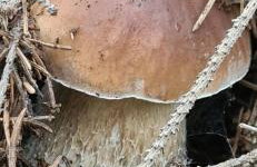 DOMEK POD TRÓJMORSKIM WIERCHEM - Foto 18