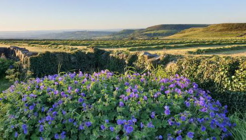 Law Common Cottage - Foto 3, Garden view