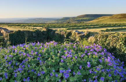 Law Common Cottage - Foto 3