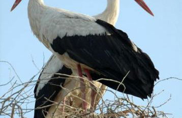 Appartement chaleureux à Kientzheim avec terrasse couverte - Foto 18