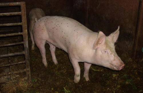 Willekes Blütenhof - Foto 10