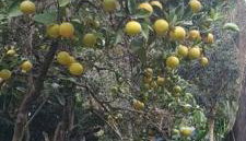 Piccolo Recanto - Foto 4