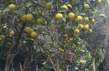 Piccolo Recanto - Foto 4