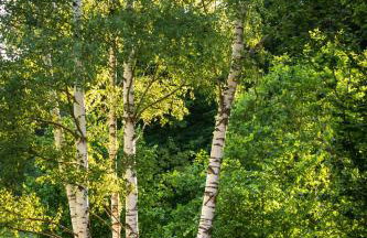 Górnolotnie koło Karpacza - Foto 28