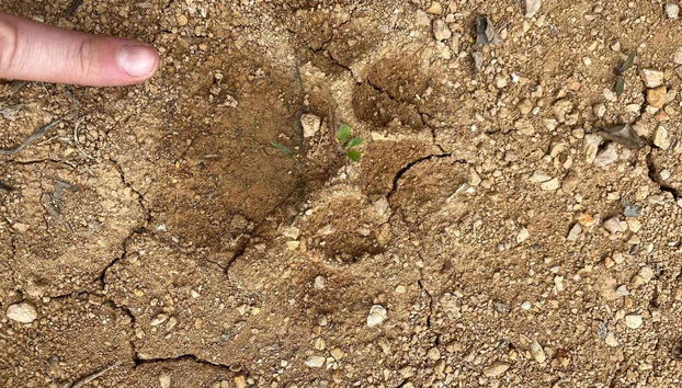 Suivez les traces d'un tigre