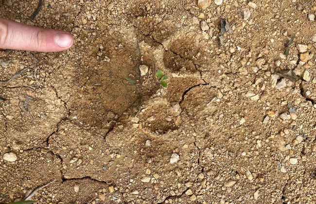 Observation d'orangs-outans à Gunung Leuser en 3 à 4 jours - Photo 3